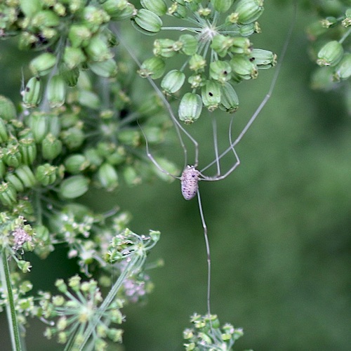 Harvestman
Leiobunum spp.