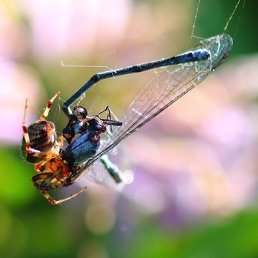 Cobweb Spider
Theridiidae spp.