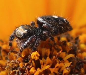 Bold Jumper
Phidippus audax