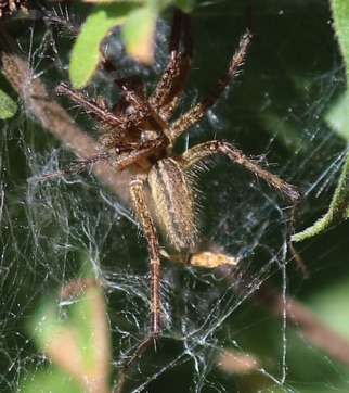 Grass Spider
Agelenopsis spp.