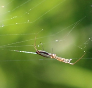 Long-jawed Orb Weaver
Tetragnatha spp.