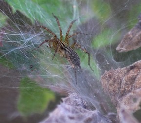 Pennsylvania Grass Spider
Agelenopsis pennsylvancia