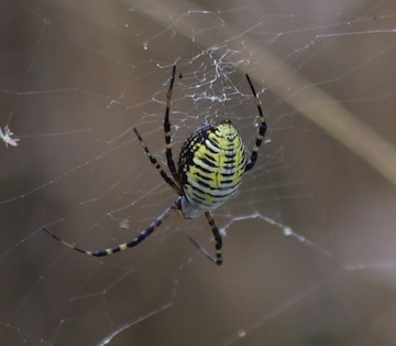 Banded Garden Orb Weaver
Argiope rifasciata