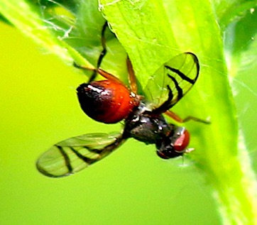 Signal Fly caught by Spider