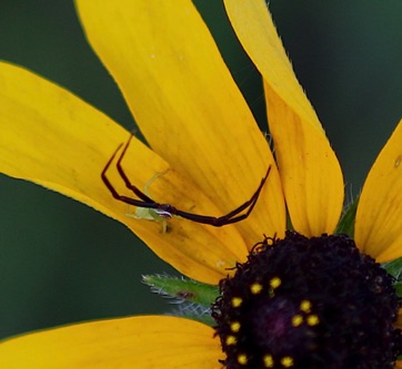 Whitebanded Crab Spider
Misumenoides formosipes