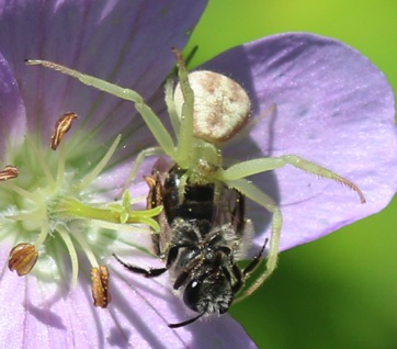 Goldenrod Crab Spider 
feeding on bee