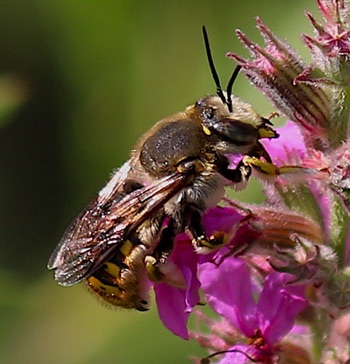 European Wool Carder
Anthidium manicatum