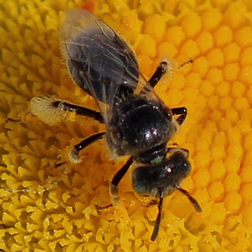 Lasioglassum Bee