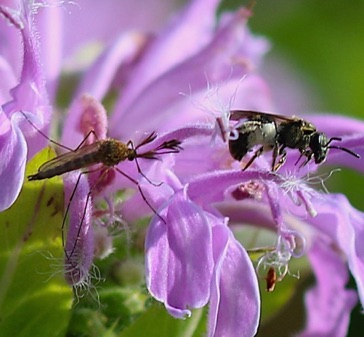 Small Bee and Mosquito
Aedes vexans