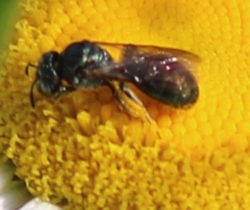 Small Carpenter Bee
Ceratina spp.