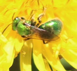 Green Metallic Bee