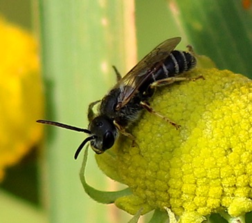 Small Resin Bee