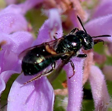 Small Carpenter Bee
Ceratina spp.