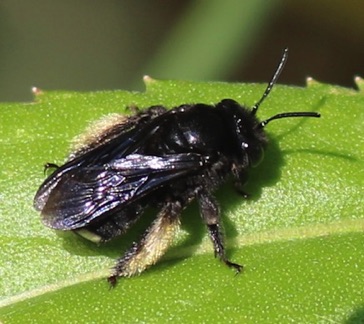 Two-spotted Long-horned Bee
Melissodes bimaculatus