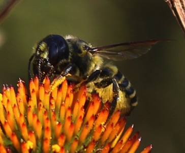 Parallel Leafcutter Bee
Megachile parallela