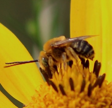 Agile Long-horned Bee
Melissodes agilis