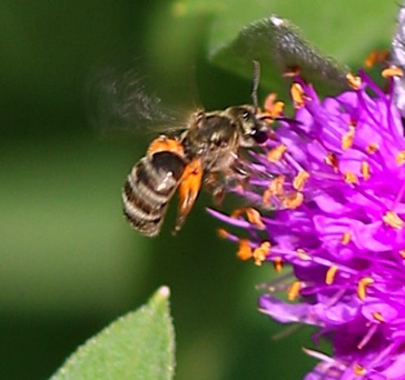 Ligated Furrow Bee
Halictus ligatus