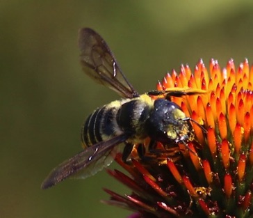 Flat-tailed Leaf-cutter Bee
Megachile mendica