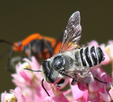 Flat-tailed Leaf-cutter Bee
Megachile mendica