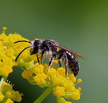 Slender-faced Masked Bee