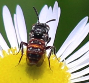 Cuckoo Bee
Holcopasitds calliopsidis