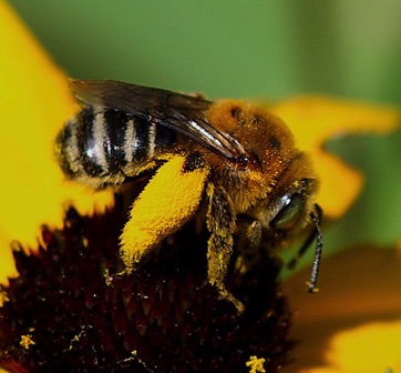 Brown-winged Long-horned Bee