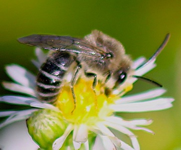 Cellophane bee
Colletes compactus