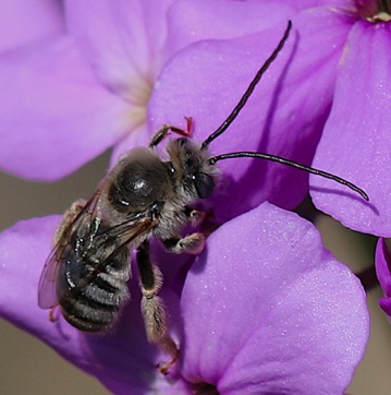 Long-horned Bee
Melissodes denticulata