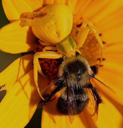 Goldenrod Spider feeding on
Common Eastern Bumble Bee