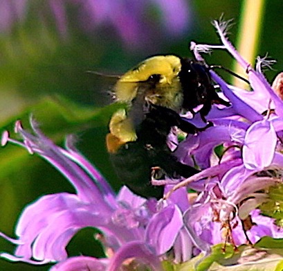 Brown-belted Bumble Bee
Bombus griseocollis