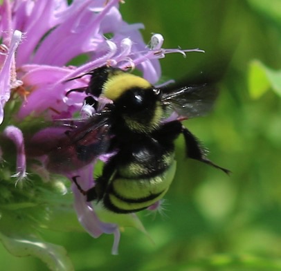 Black and Gold Bumble Bee
Bombus auricomus