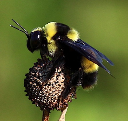 Black and Gold Bumble Bee*
Bombus auricomus