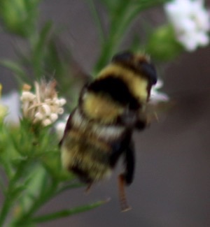 Rusty-patched Bumble Bee 
Bombus affinis