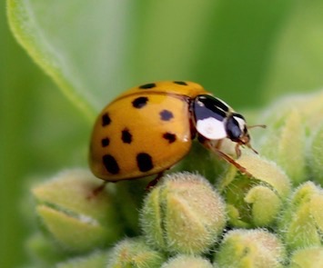 Multicolored Asian Ladybird (alien)
Harmonia axyridis