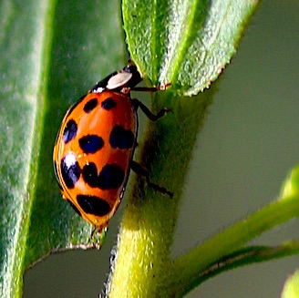 Multicolored Asian Ladybird (alien)
Harmonia axyridis