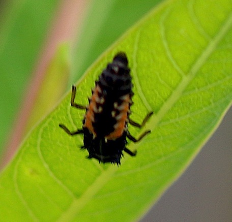 Multicolored Asian Ladybird larva
Harmonia axyridis (alien)