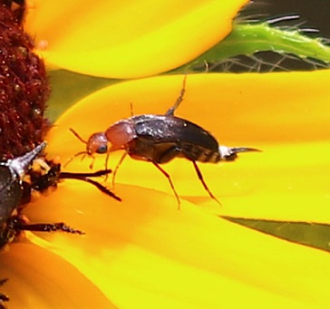 Tumbling Flower Beetle*
Mordellistena cervicalis