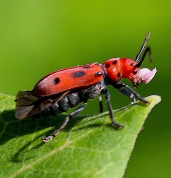 Red Milkweed Beetle*
Tetrodes tetraophthalmus