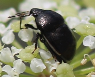 Ebony Bug*
Thyreocoridae spp.