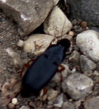 Unknown Ground Beetle