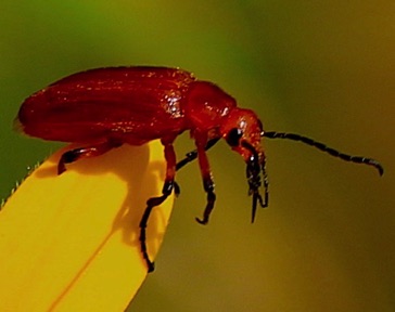 Brown Blister Beetle*
Zonitis vittigera