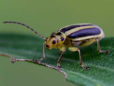 Skeletonizing Leaf Beetle*
Trihadba adela