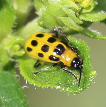 Spotted Cucumber*
Diabrotica undecimpunctata