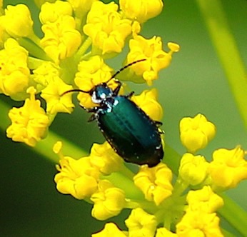 Colorful Foliage Ground Beetle*
Lebia viridis