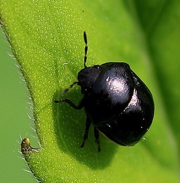 Ebony Bug*
Thyreocoridae spp.