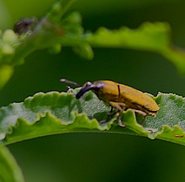 Rhubarb Weevil*
Lixus concavus