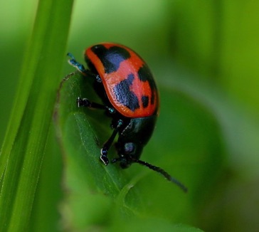 Milkweed Beetle
Labidomera clivicollis