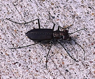 Sidewalk Tiger Beetle*
Cicindelidia punctulata