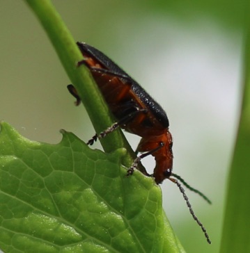 Master Blister Beetle*
Lytta magister