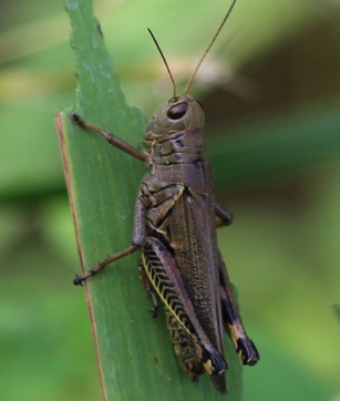 Herringbone 
Melanoplus differentialis